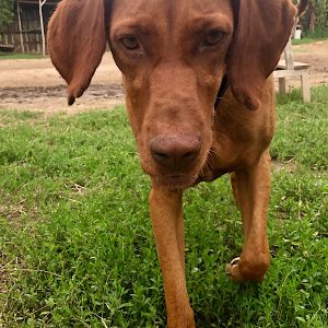 Ein Hund ohne Führung